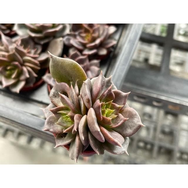 一寸盆 黑王子 多肉植物 現貨