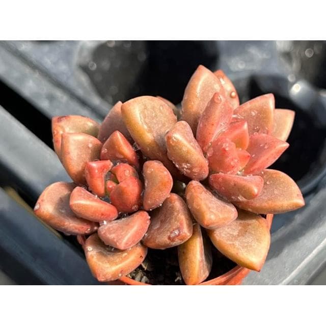 一吋盆 姬朧月 多肉植物 現貨