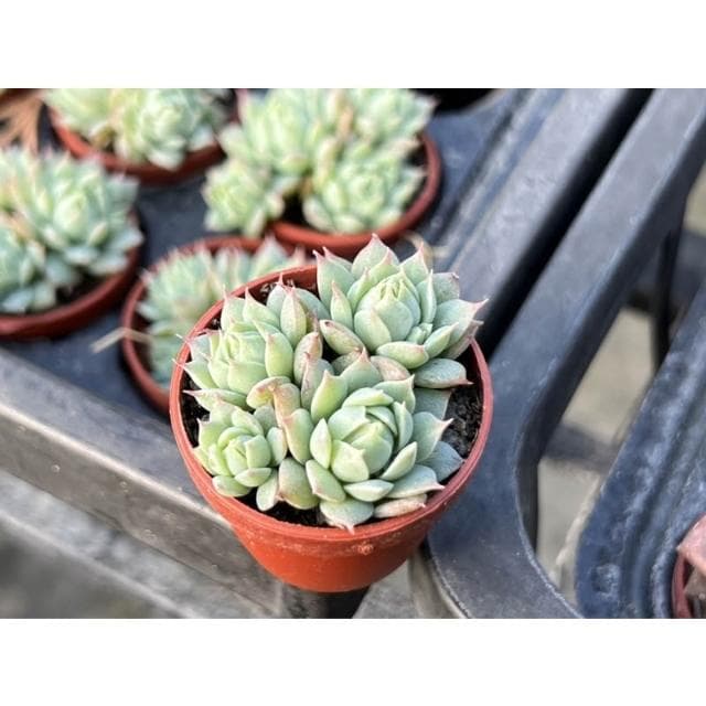 一吋盆 蔓蓮 多肉植物 現貨