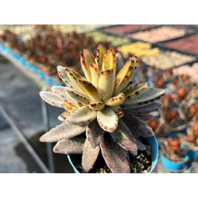 三吋盆 黃金狐狸兔 多肉植物 現貨