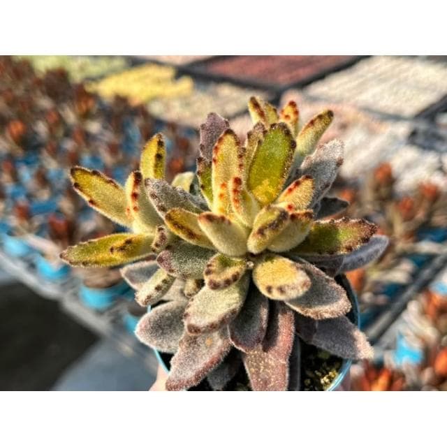 三吋盆 黃金狐狸兔 多肉植物 現貨