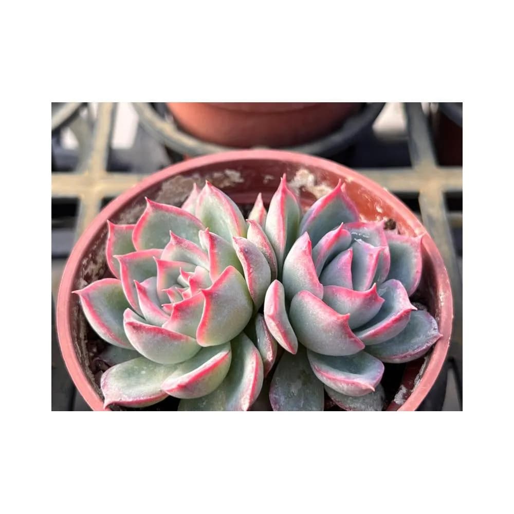 三寸盆 側影 多肉植物 現貨