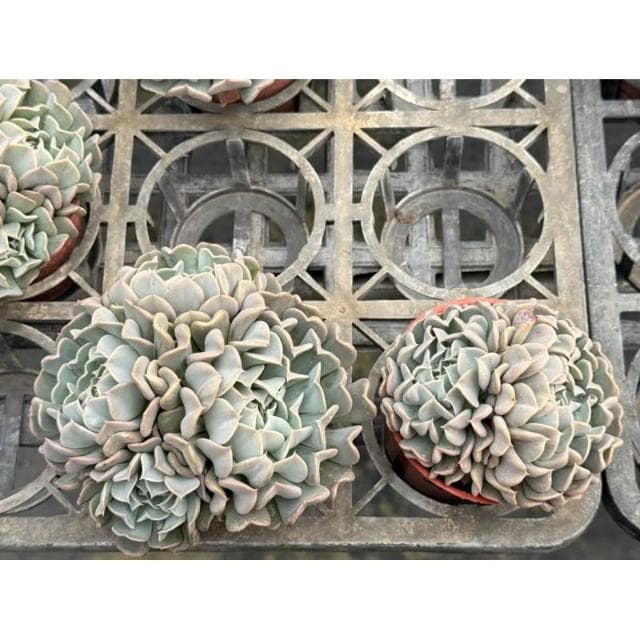 三寸盆 革命 多肉植物 現貨
