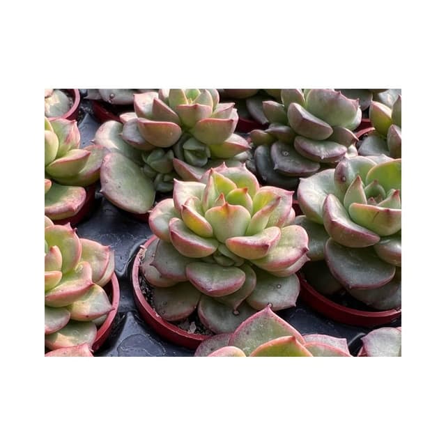 一寸盆 蠟牡丹 多肉植物 現貨