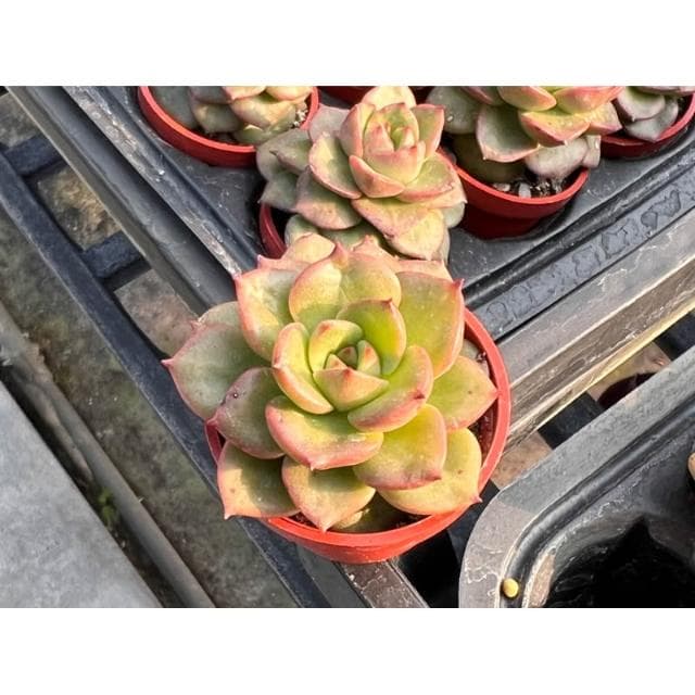 一寸盆 蠟牡丹 多肉植物 現貨