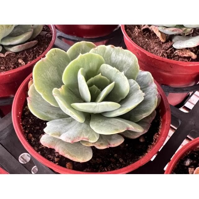 三寸盆 桃之嬌石化 多肉植物 現貨