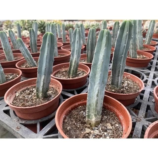 三寸盆 龍神木 仙人掌植物 現貨