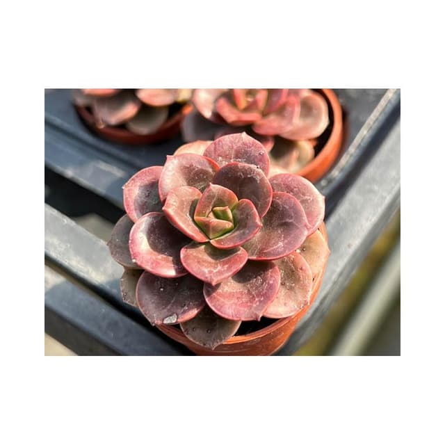 一吋盆 巧克力方磚 多肉植物 現貨