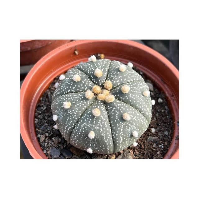 三寸盆 兜 仙人掌植物 現貨