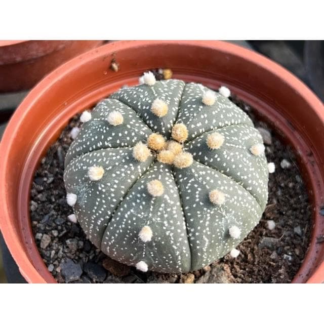 三寸盆 兜 仙人掌植物 現貨