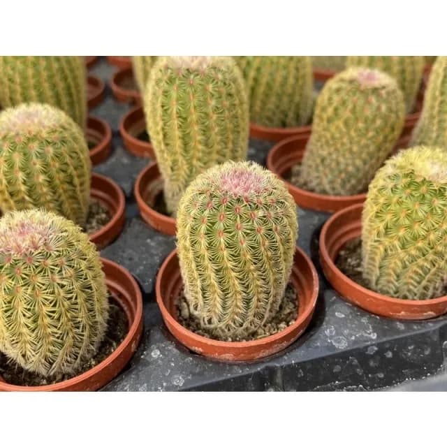一吋盆 太陽 仙人掌 植物 現貨