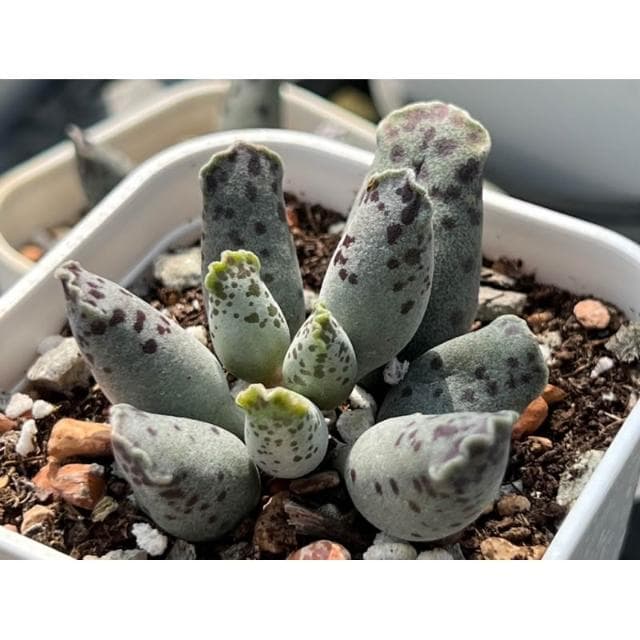 海豹天章 三寸盆 多肉植物 現貨