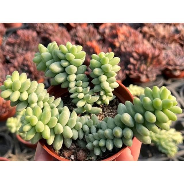 三寸盆 小玉串/老樁 多肉植物 現貨