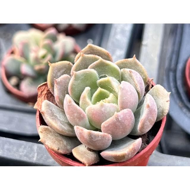 一寸盆 布朗玫瑰 多肉植物 現貨