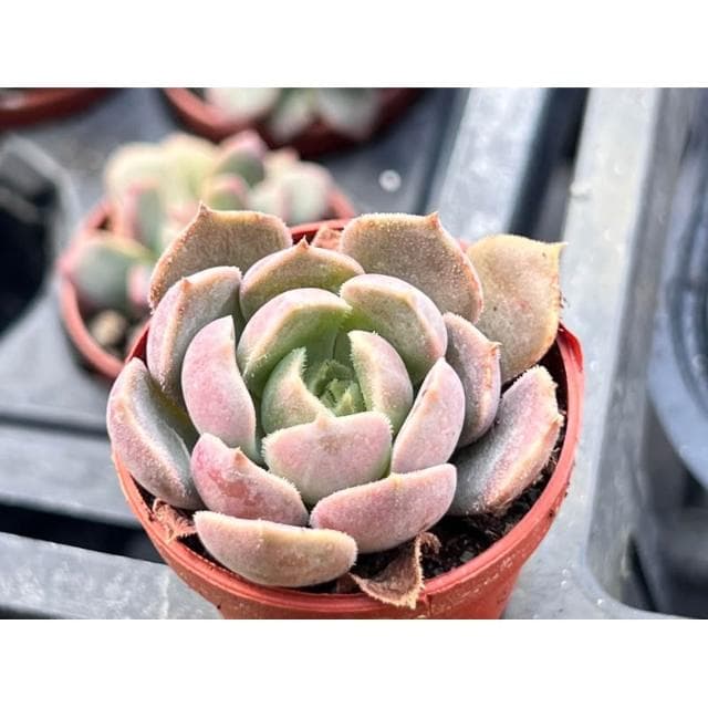一寸盆 布朗玫瑰 多肉植物 現貨