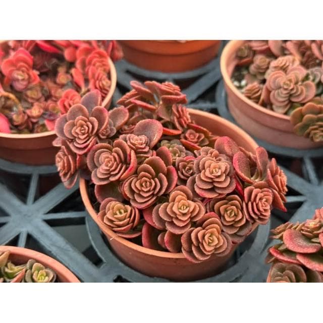 三寸盆 高加索景天 多肉植物 現貨
