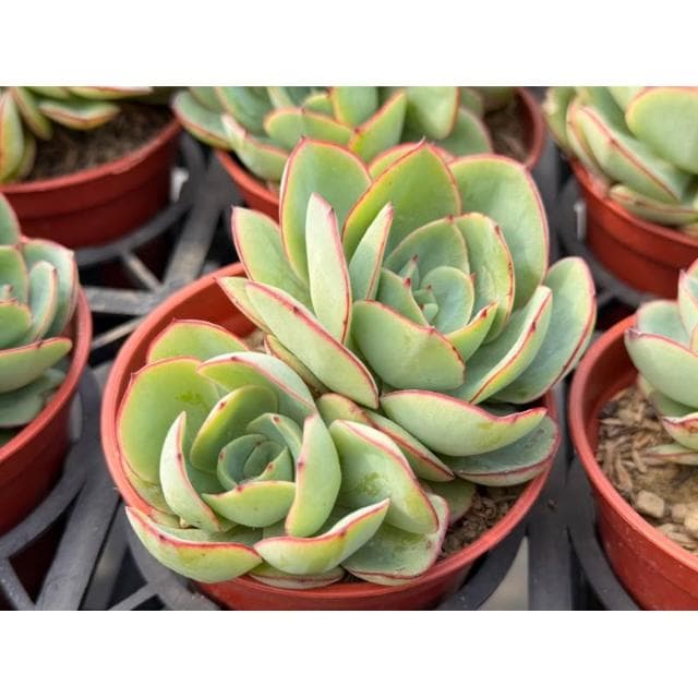 三寸盆 怕了沒啦 多肉植物 現貨