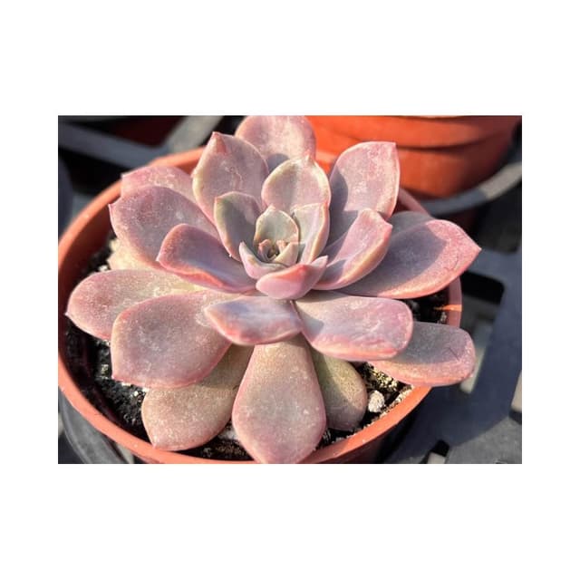 三寸盆 蜜桃精靈 多肉植物 現貨