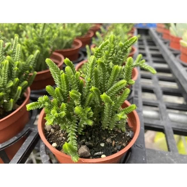 三寸盆 若綠 多肉植物 現貨
