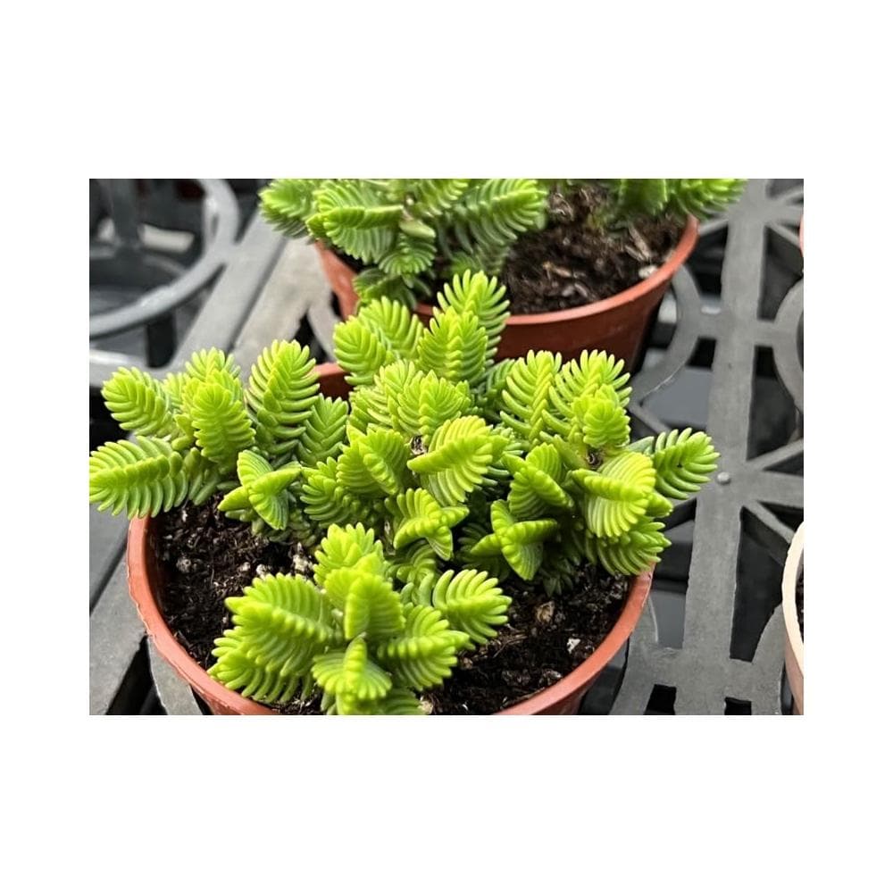 青鎖龍 三寸盆 多肉植物 現貨