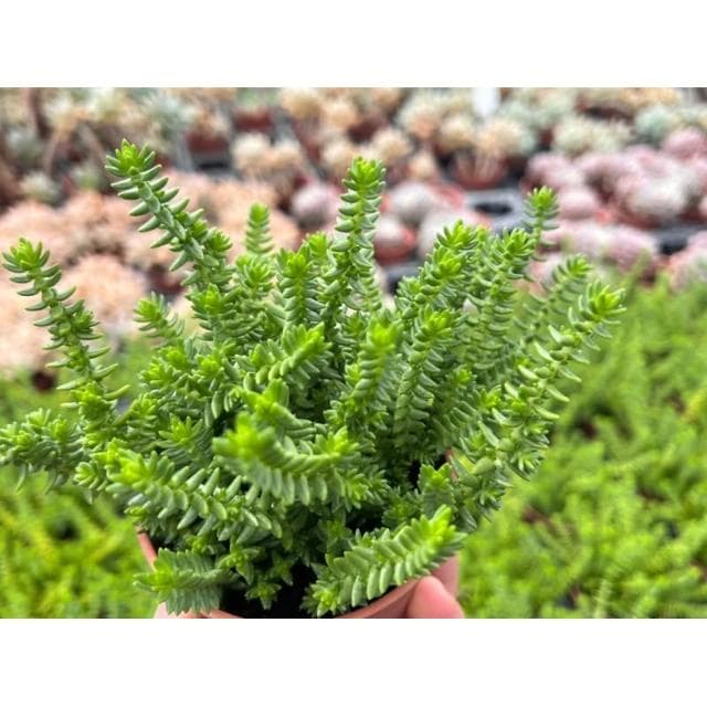青鎖龍 三寸盆 多肉植物 現貨