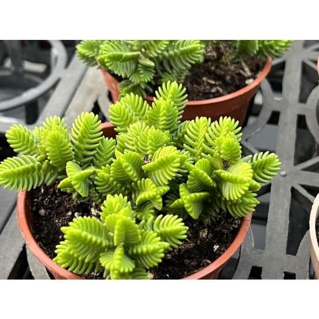 青鎖龍 三寸盆 多肉植物 現貨