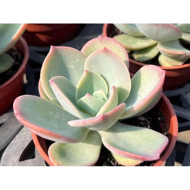 三吋盆 德鳳 多肉植物 現貨