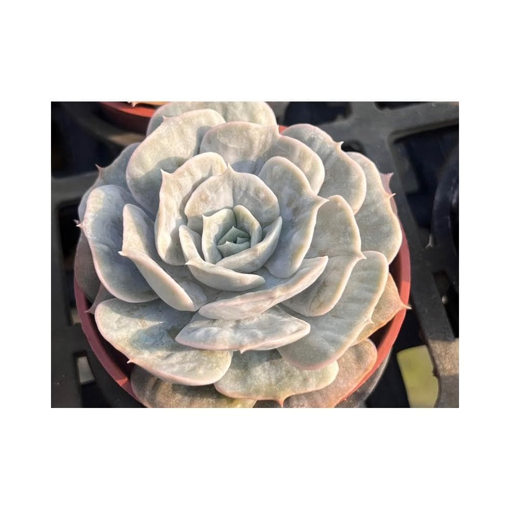 三吋盆 AK魔法球 多肉植物 現貨