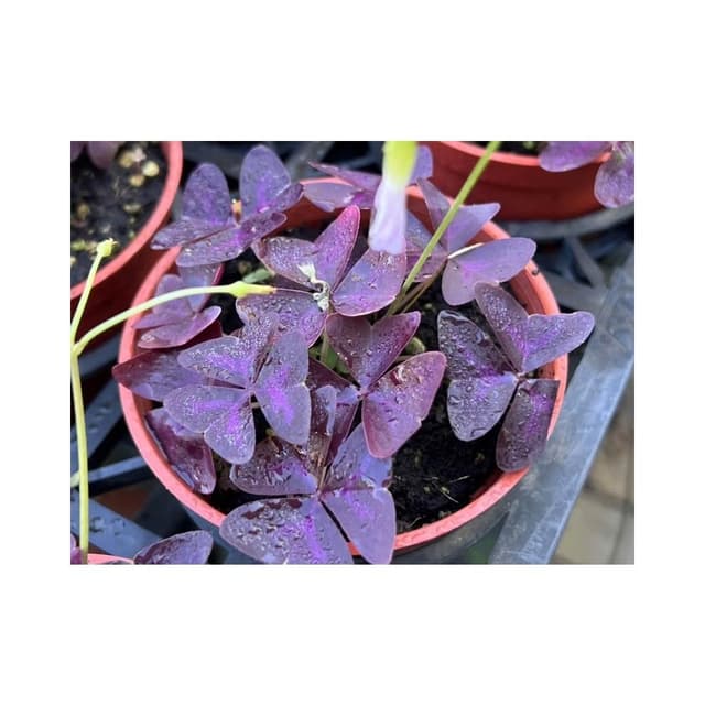 三寸盆 紫色幸運草 觀葉 多肉植物 現貨