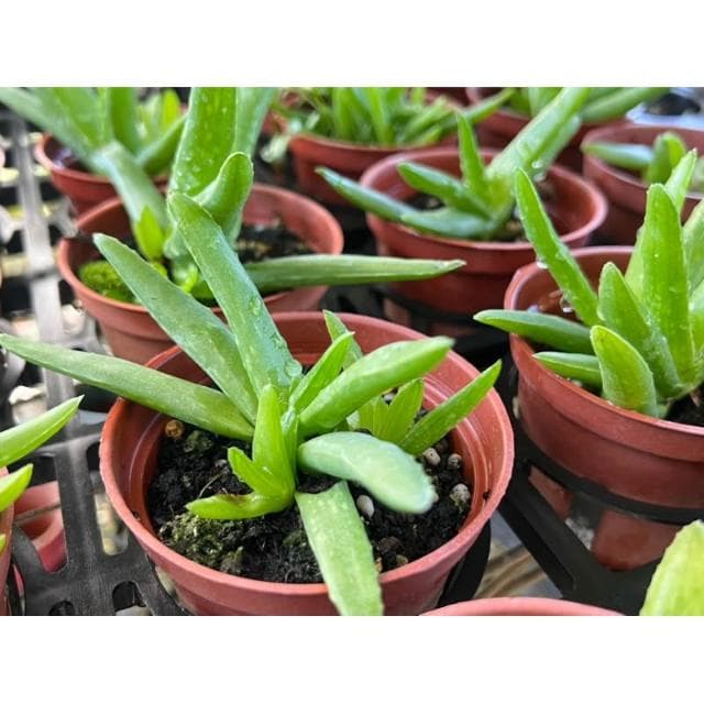 三寸盆 蘆薈 多肉植物 現貨