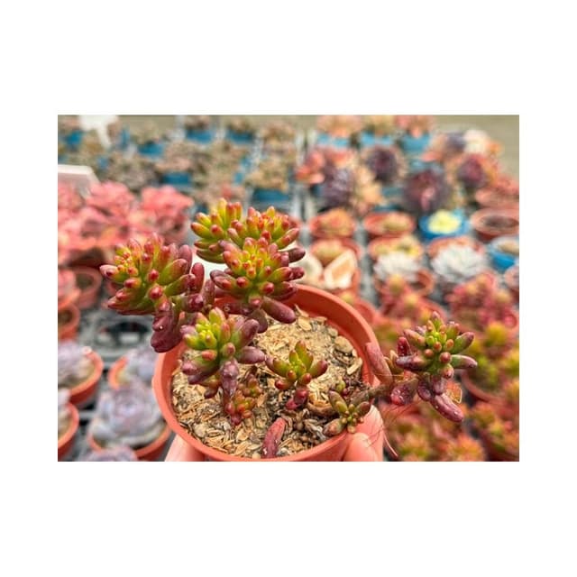 三寸盆 虹之玉 多肉植物 現貨
