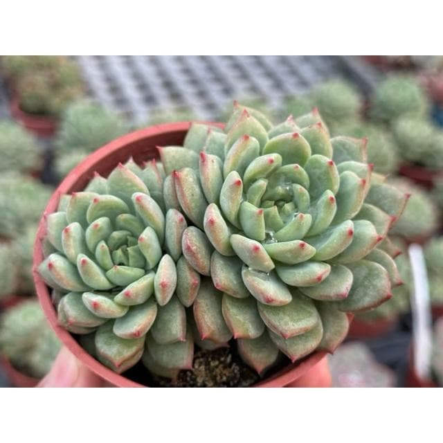 三吋盆 思嘉麗 多肉植物 現貨