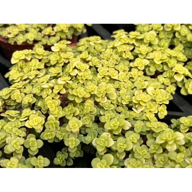 三寸盆 圓葉黃金景天 多肉植物 現貨