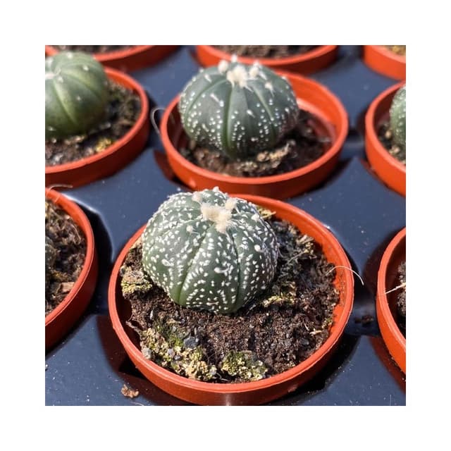 一吋盆 兜 多肉植物 現貨