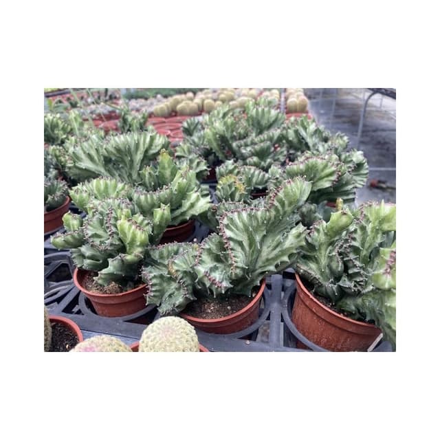 三吋盆 春峰 仙人掌植物 現貨