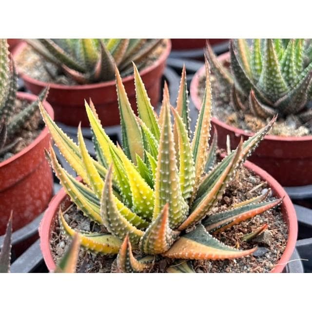 三寸盆 十二之卷錦 白斑/黃斑 多肉植物 現貨