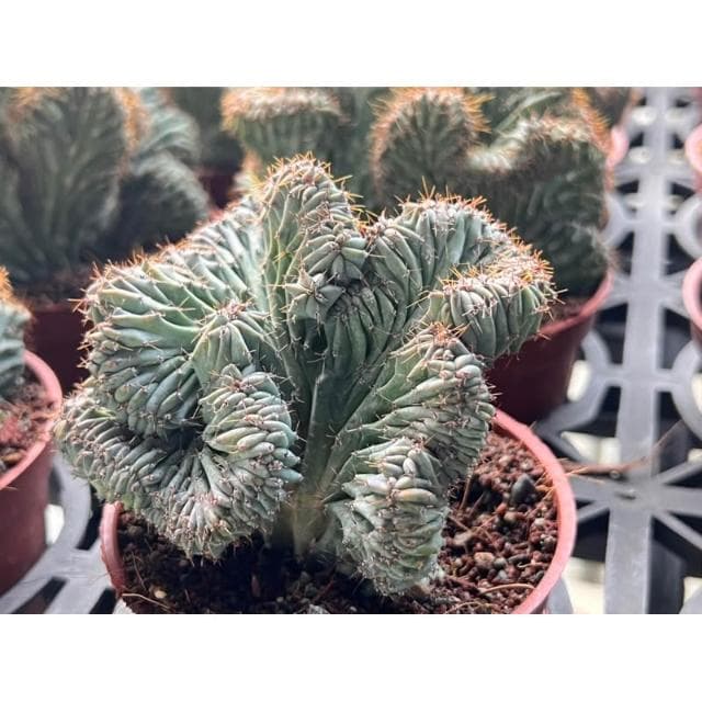 三寸盆 神龍木綴化 多肉植物 現貨