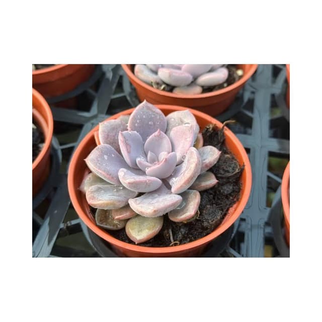 三寸盆 黛比 多肉植物 現貨