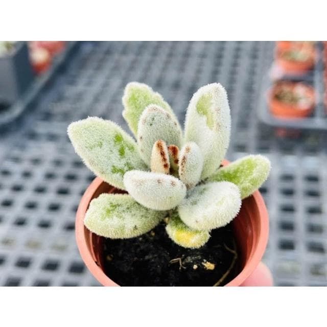 兩寸盆 雪白兔 多肉植物 現貨