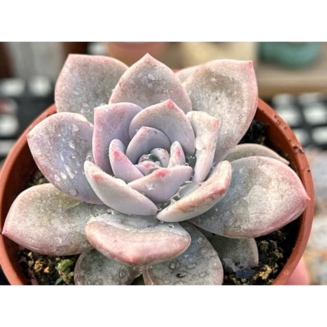 三寸盆 華雪🌟新品 多肉植物 現貨