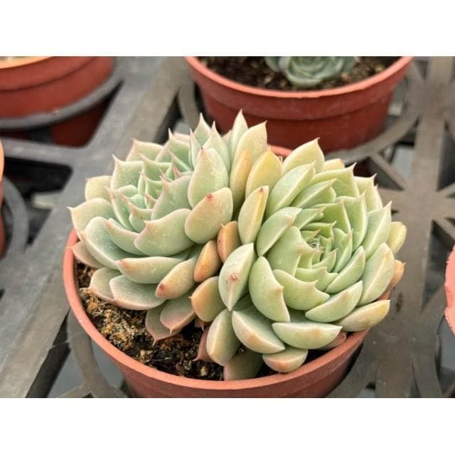 三寸盆 瑪格麗特 多肉植物 現貨