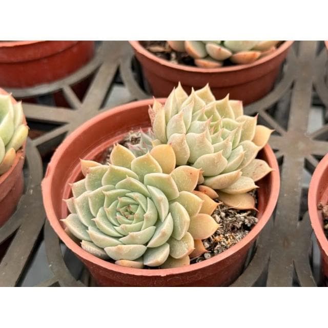 三寸盆 瑪格麗特 多肉植物 現貨