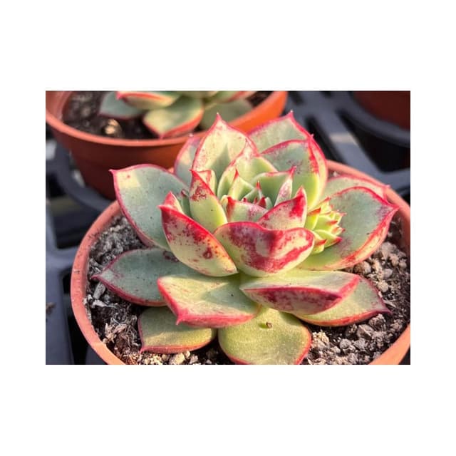 三寸盆 鬥牛舞 多肉植物 現貨