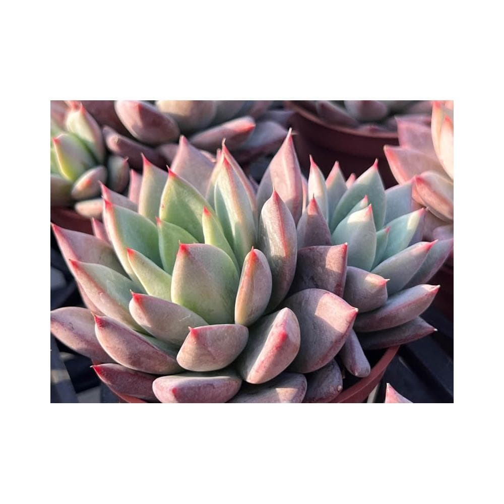三吋盆 蜜桃 多肉植物 現貨