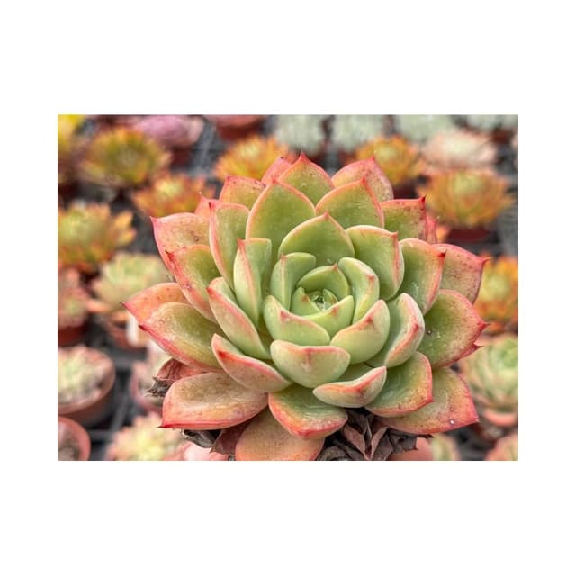 三吋盆 蘋果美人 多肉植物 現貨