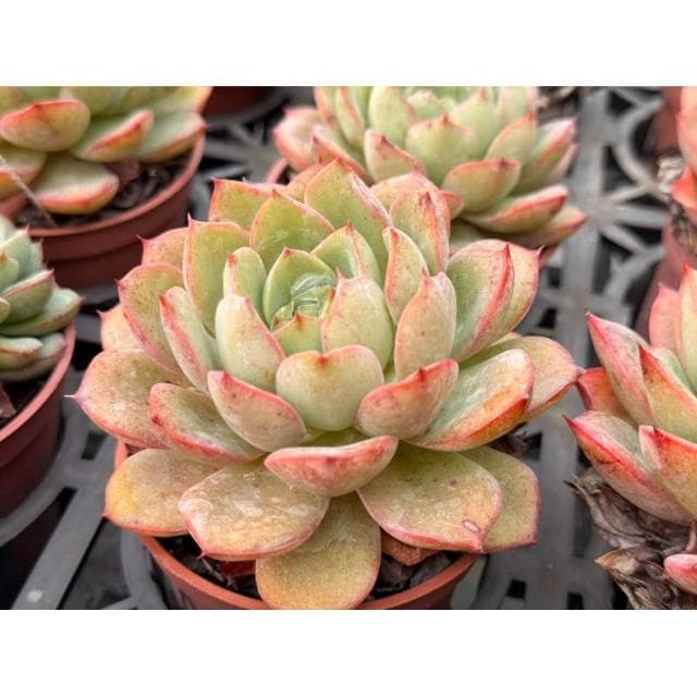 三吋盆 蘋果美人 多肉植物 現貨