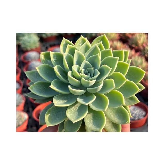 三吋盆 三色堇 多肉植物 現貨
