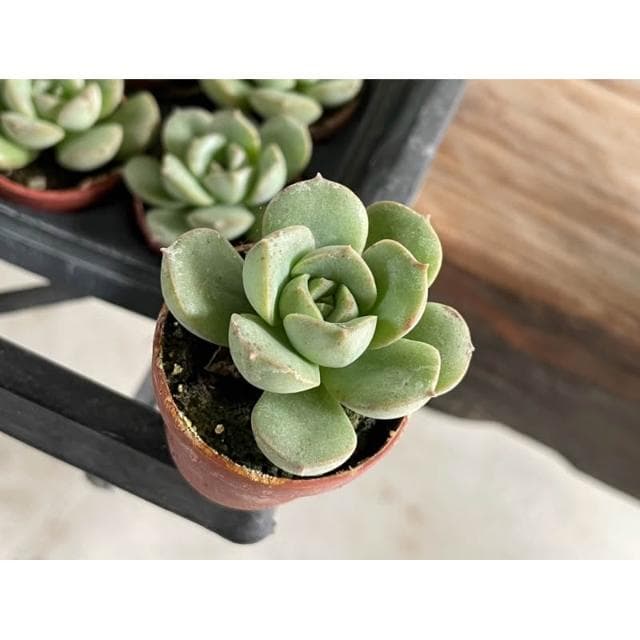 一吋盆 錦牡丹 多肉植物 現貨