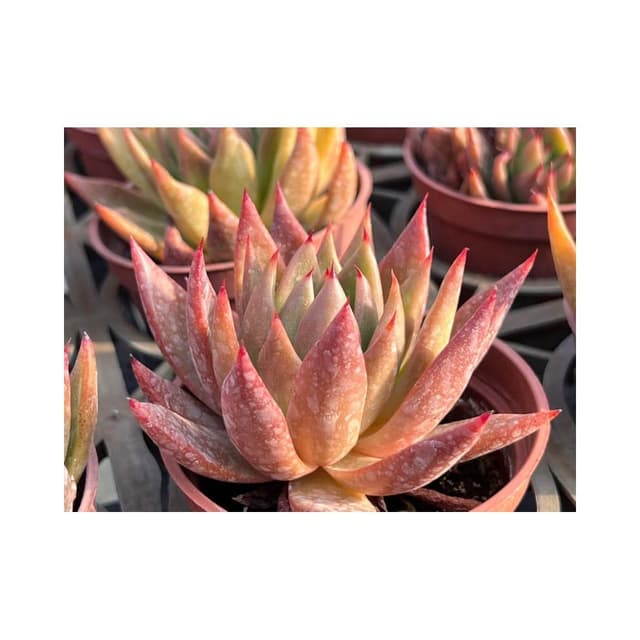 三吋盆 聖者騎兵 多肉植物 現貨