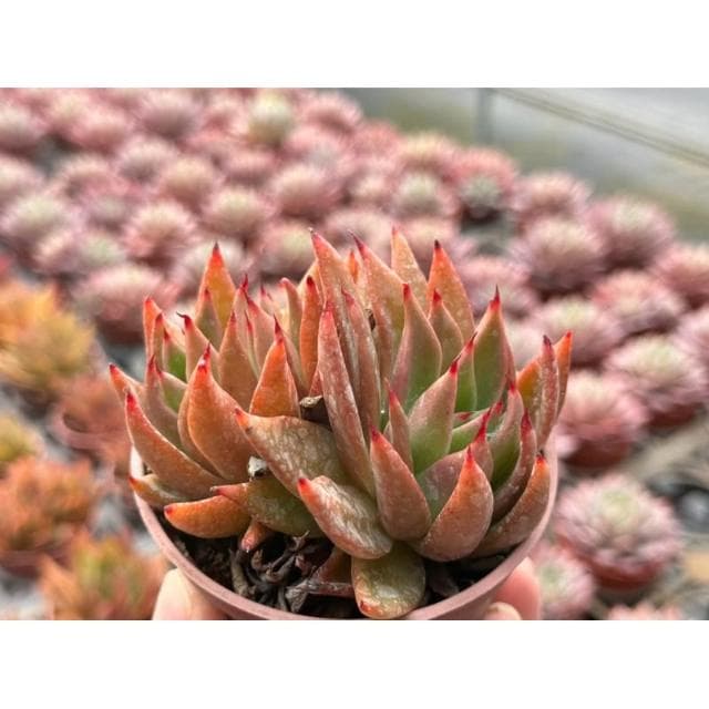 三吋盆 聖者騎兵 多肉植物 現貨